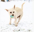 CorestrengthBallKONG