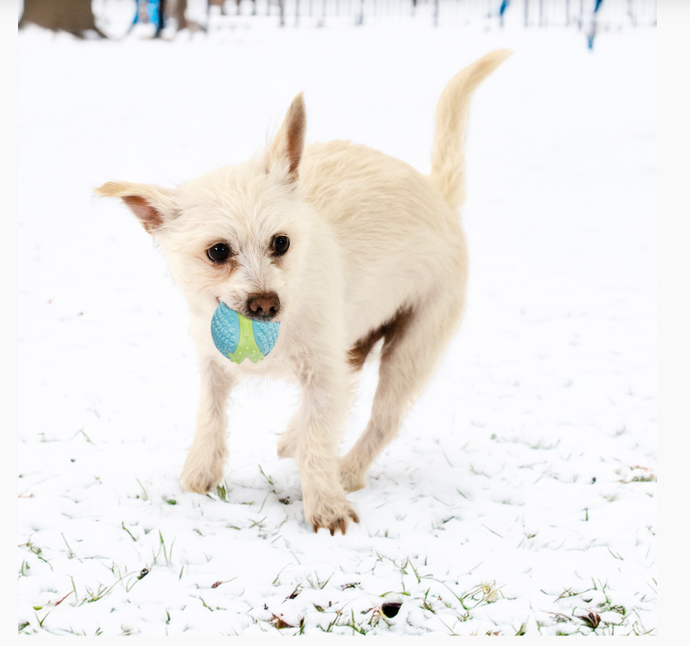 CorestrengthBallKONG