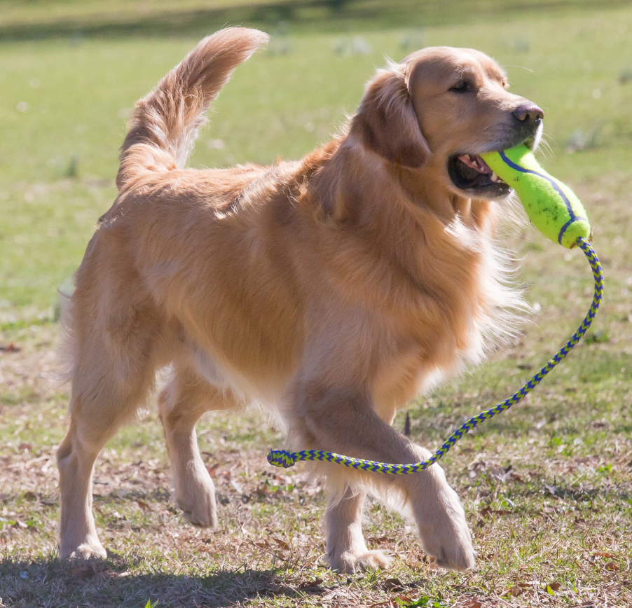 Kong Air Dog with Rope Dog `toy with dog