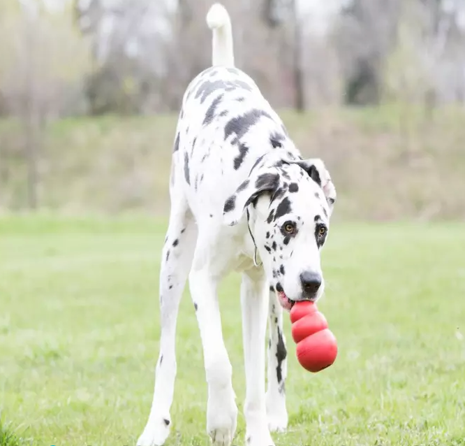 Kong Classic XL with Big Dog