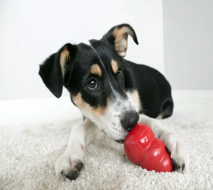 Kong Classic XL with dog