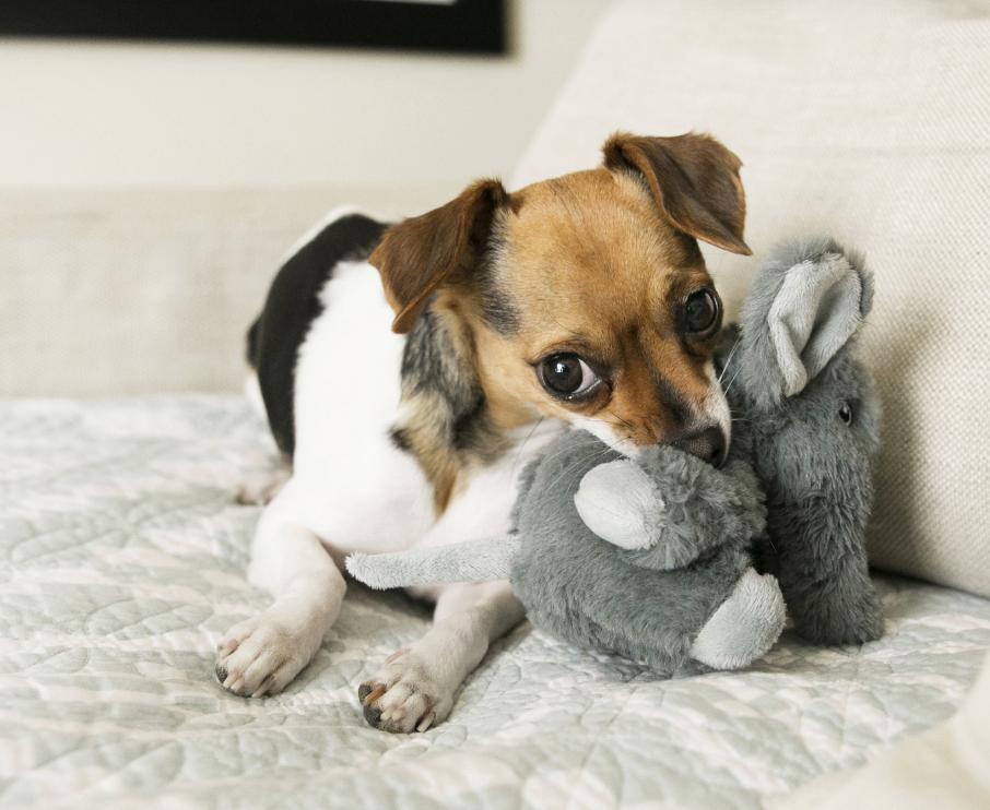 Kong Comfort lion toy with dog