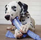 Kong Crunch Dog Toy + Dog