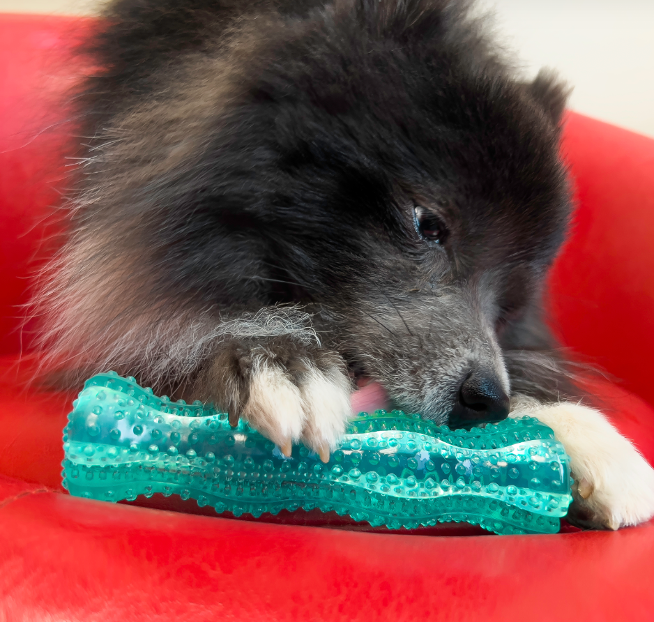 Kong Dental Squeezz with dog