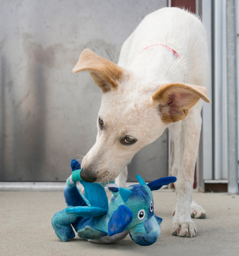 Kong Knots Dragon Dog Toy for Dogs & Puppies - Blue with Dog