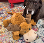 Kong Marvin Moose Jumbo with dog