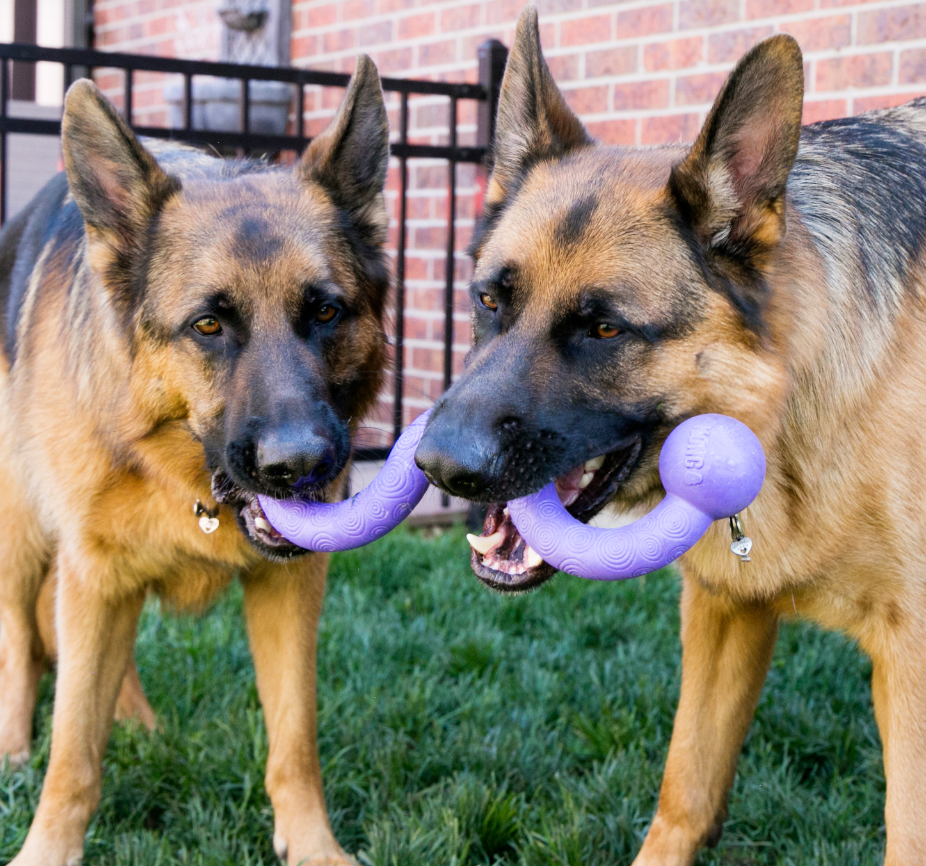 Kong Ogee Stick Purple with Dogs