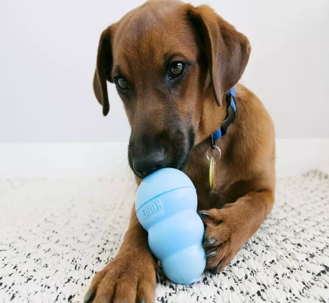 Kong Puppy Blue with Dog