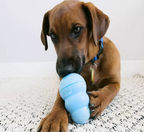 Kong Puppy Blue with Dog