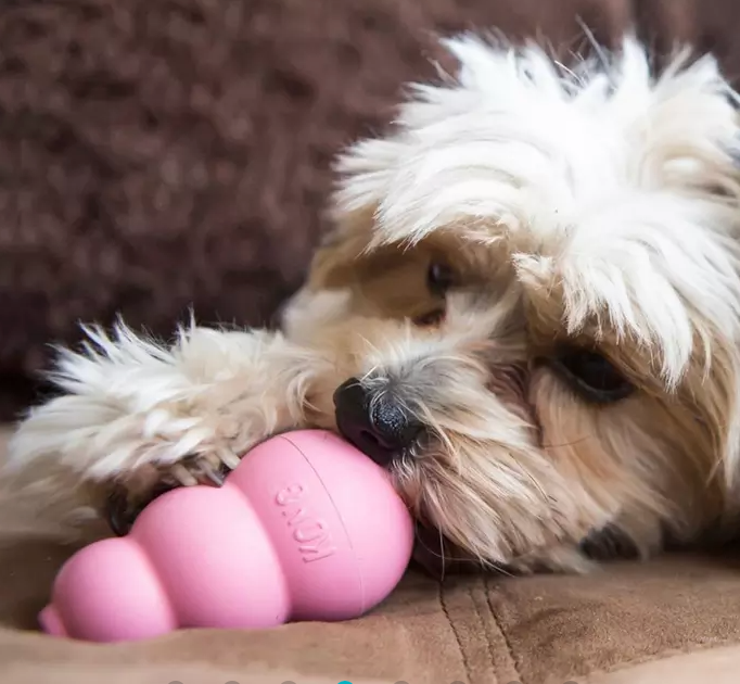 Kong puppy pink with dog