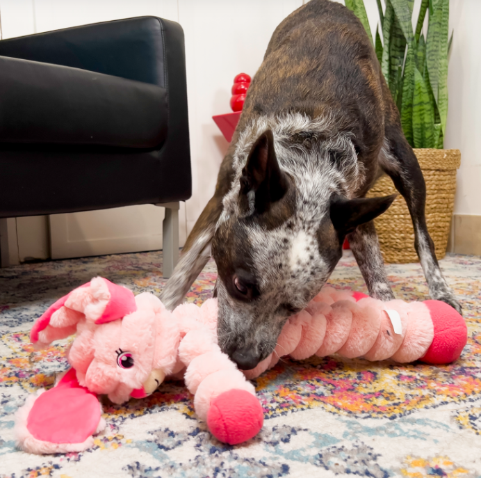 Kong Scrumples Bunny-large