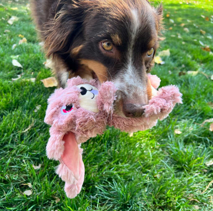 Kong_Scrumples_Bunny_with_dog