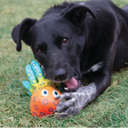 Kong Shieldz Tropics octopus Dog toy