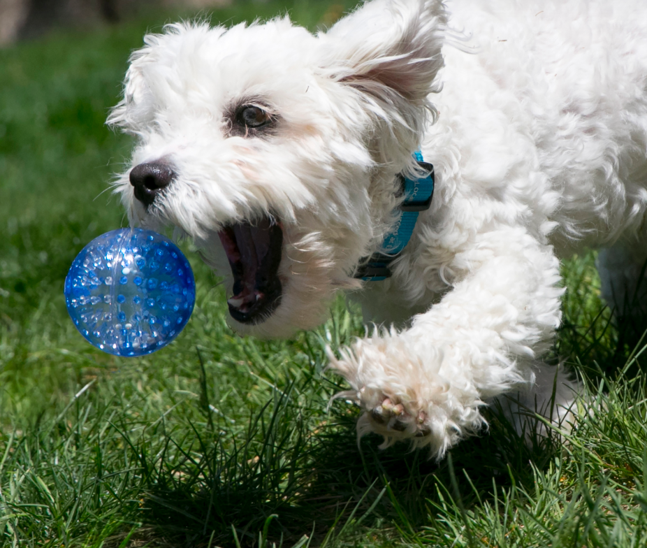 Kong Squeezz Geodz 2 Pack with dog