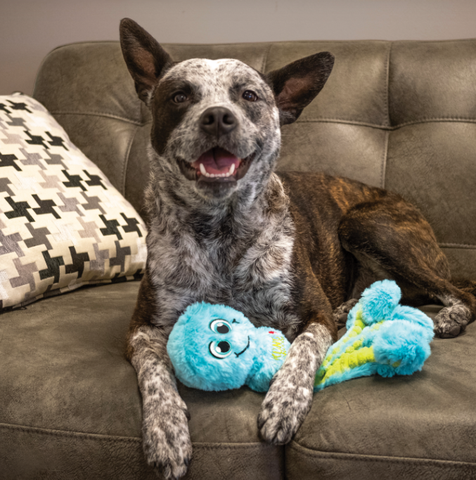 Kong_wubba_octopus_with_dog