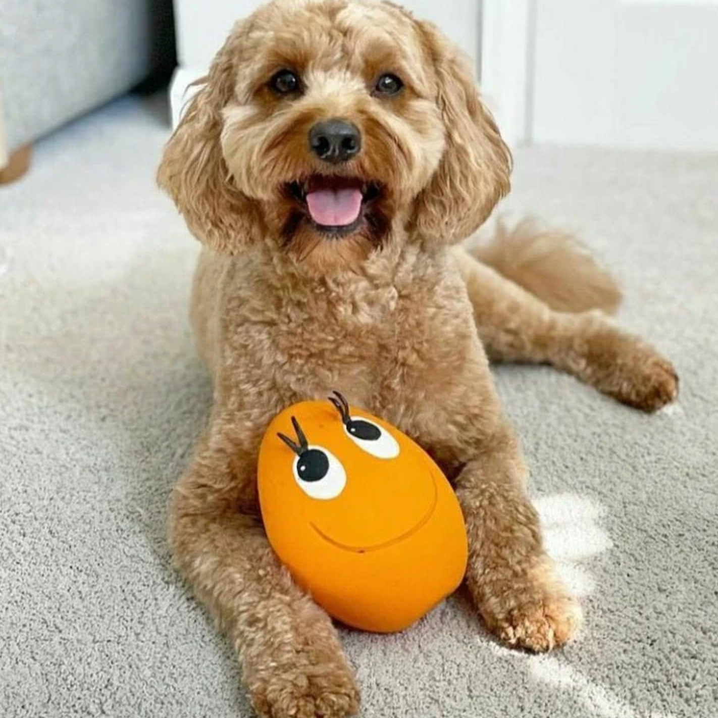 Orange Ovo Egg with a dog