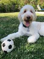 Ovo egg dog toy with a white dog