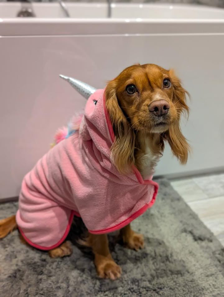 Cocker spaniel wearing Pink nicorn dry coat