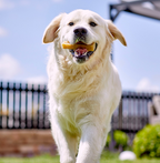 Yakers Treats and Chews