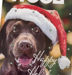 Woolf Christmas Advent Calendar for Dogs & Puppies
