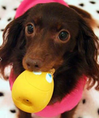 OVO King Set - (2 OVO Small & 2 King Eggs) for Dogs & Puppies
