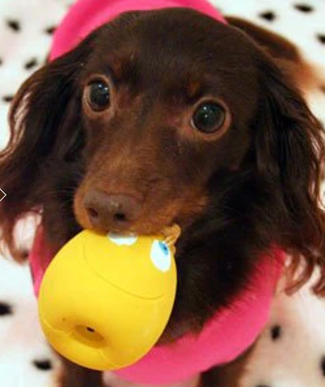 OVO King Set - (2 OVO Small & 2 King Eggs) for Dogs & Puppies