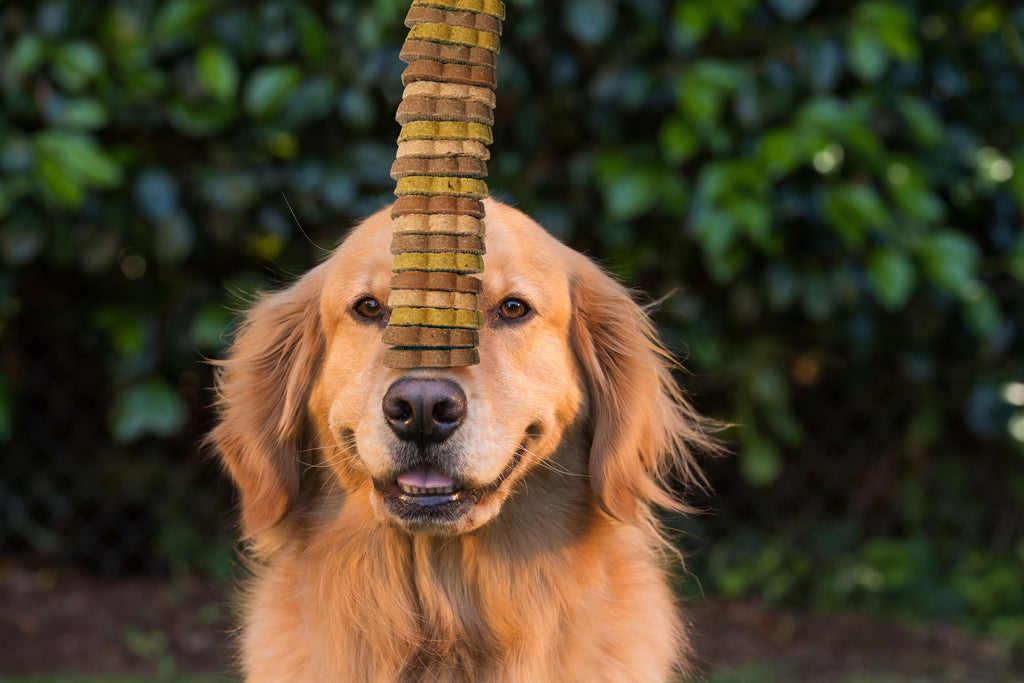 KONG Snacks Dog Treats