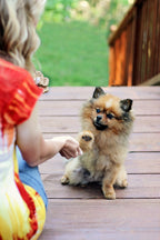 KONG Snacks Dog Treats
