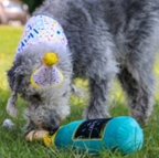 Sparkle birthday hat for dogs