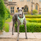 Mint Meadow Paws - TP Adventures Dog Harness