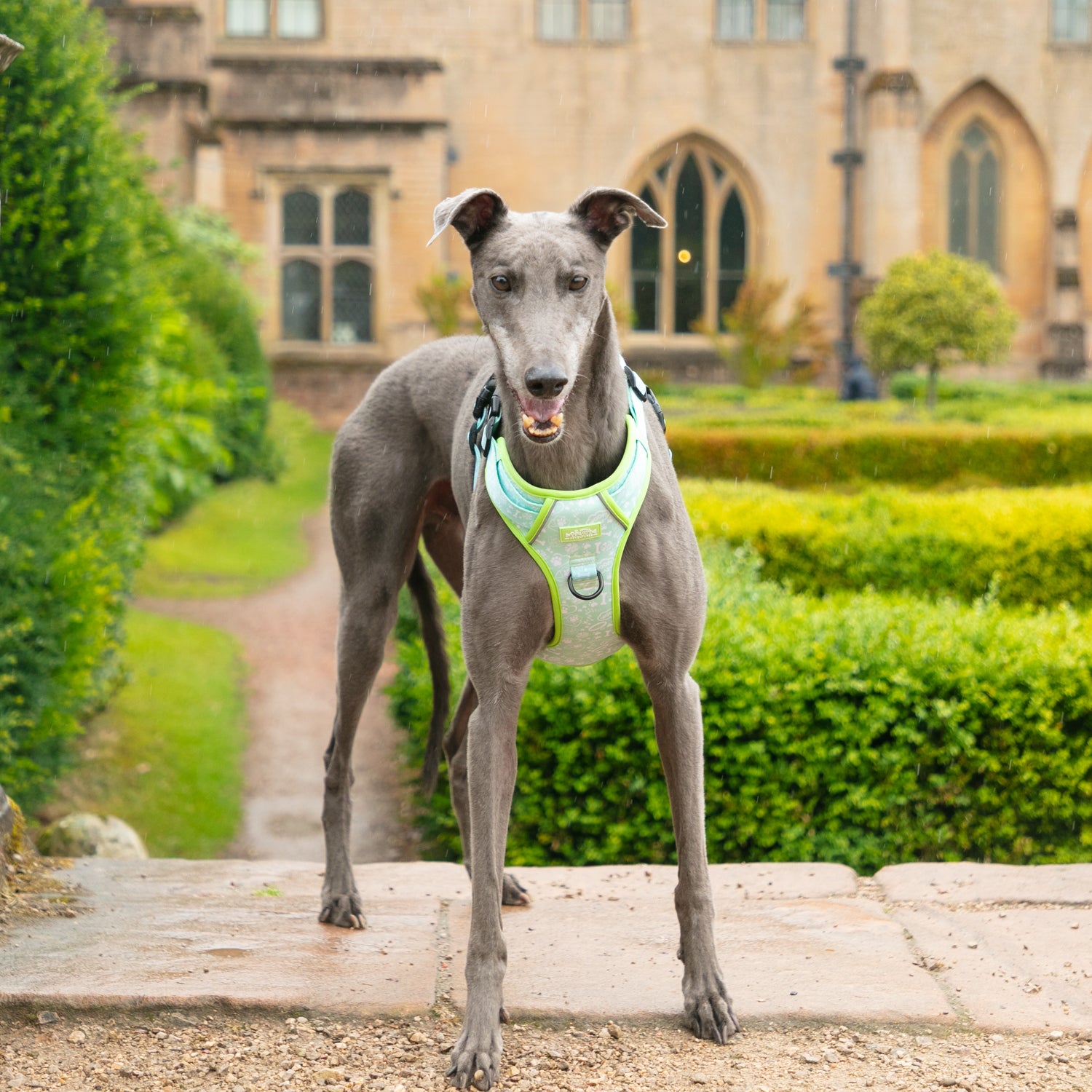 Mint Meadow Paws - TP Adventures Dog Harness