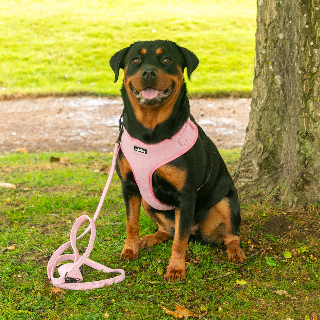 Pink Tweed - 4 Piece Harness Bundle - Dog Harness, Collar, Lead and Poop Bag Holder