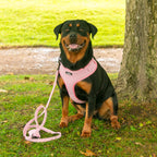 Pink Tweed - 4 Piece Harness Bundle - Dog Harness, Collar, Lead and Poop Bag Holder