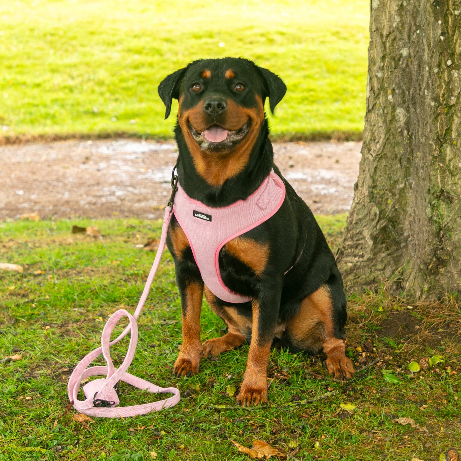 Pink Tweed - 4 Piece Harness Bundle - Dog Harness, Collar, Lead and Poop Bag Holder