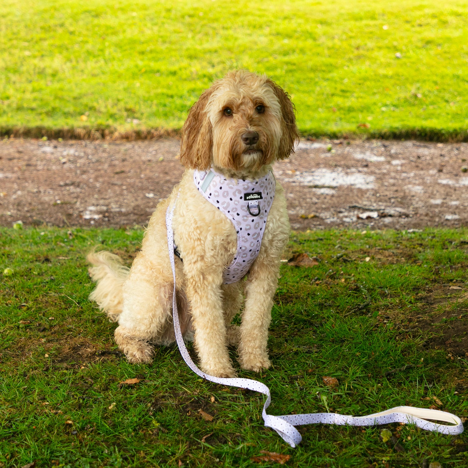 Lottie Leopard Dog Harness
