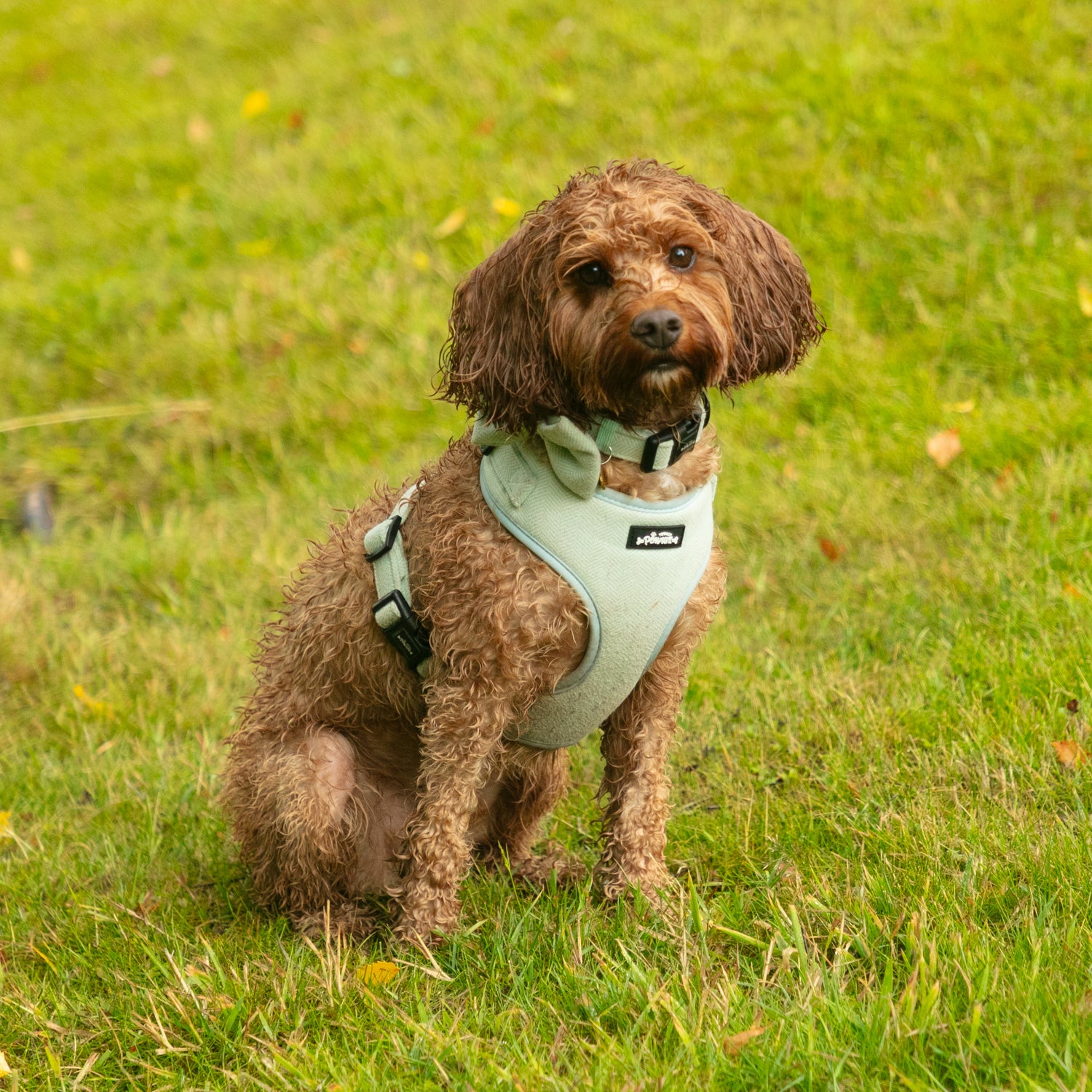 Green Tweed - 4 Piece Bundle - Dog Harness, Collar, Lead and Poop Bag Holder