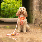 Sunburst Paws - TP Adventures - 4 piece Bundle - Dog Harness, Collar, Lead & Poop Bag Holder