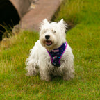 Magical Dreams Dog Harness