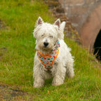 DinoPaws Dog Harness