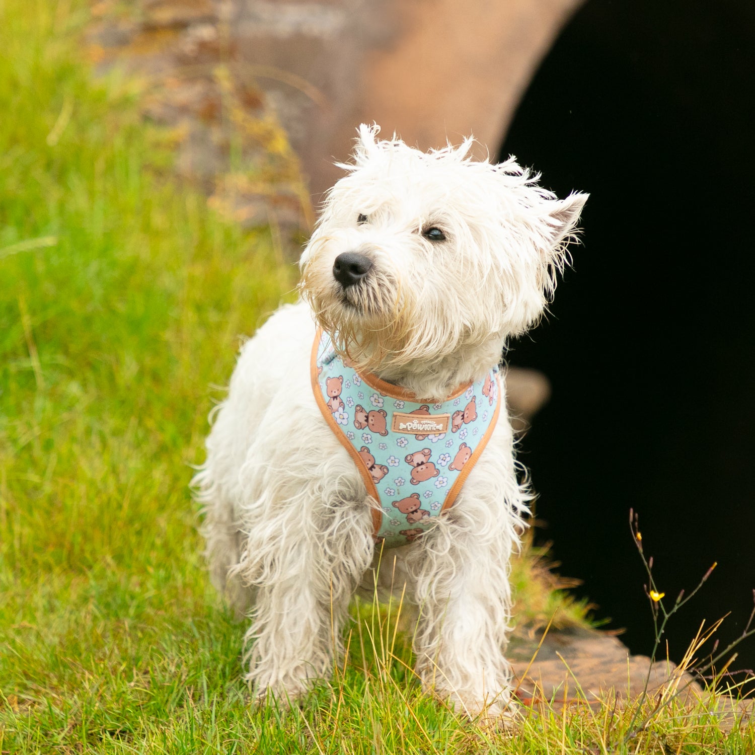 Buddy Bear Dog Harness