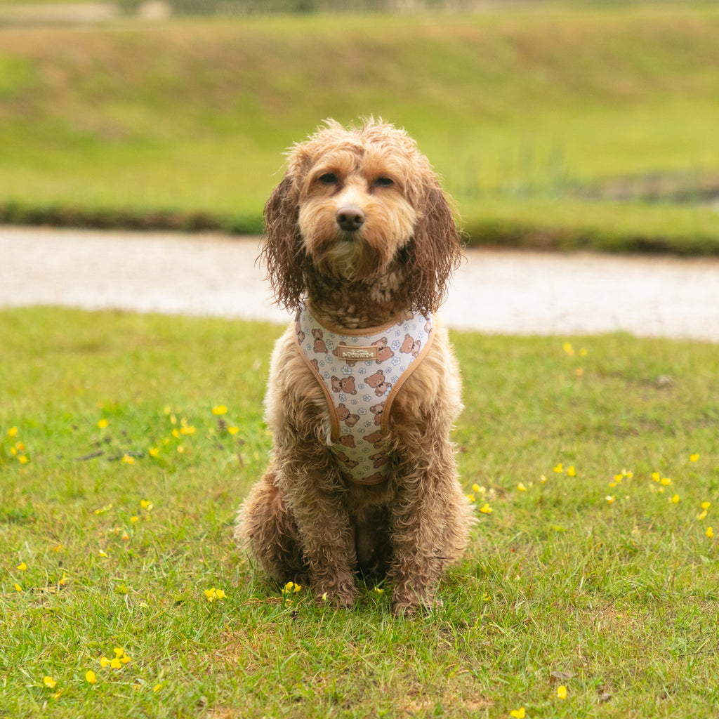 Bella Bear Dog Harness