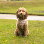 Bella Bear Dog Harness