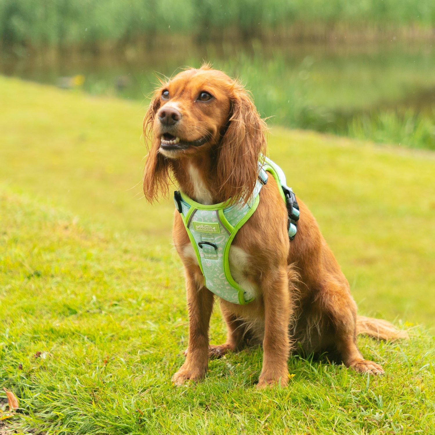 Mint Meadow Paws - TP Adventures Dog Harness