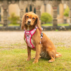Pink Paws - TP Adventures Dog Harness