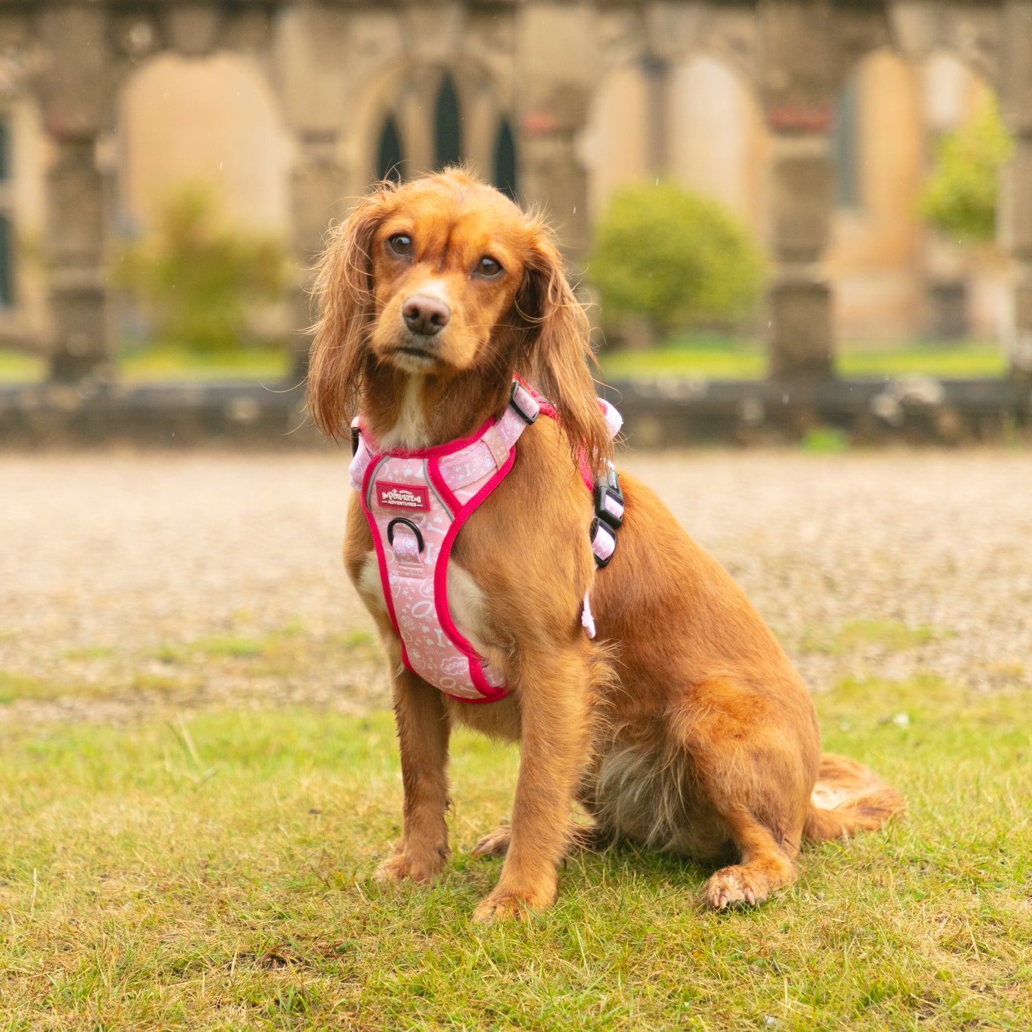 Pink Paws - TP Adventures Dog Harness