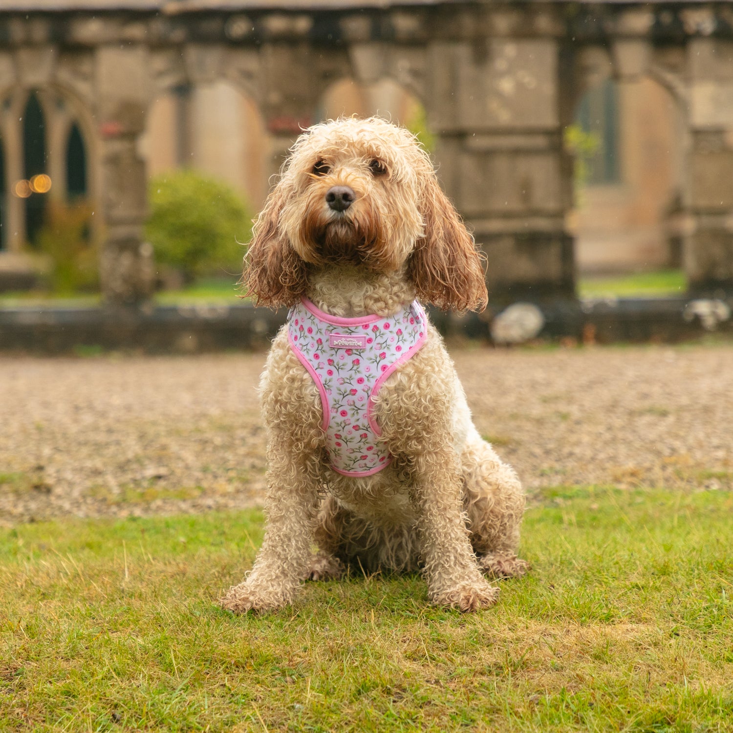 Rose Garden Dog Harness