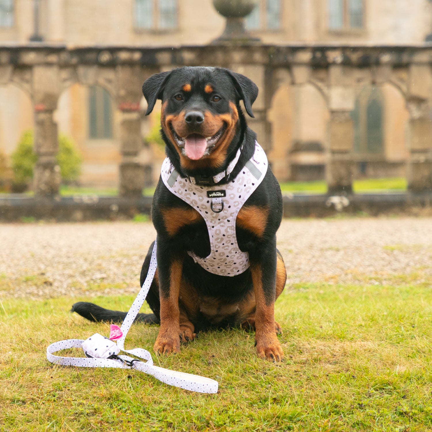 Lottie Leopard - 4 Piece Bundle - Dog Harness, Collar, Lead & Poop Bag Holder