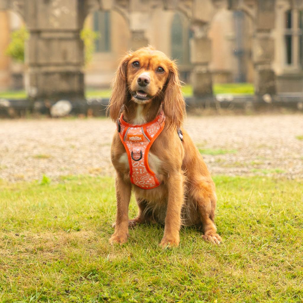 Sunburst Paws - TP Adventures Dog Harness