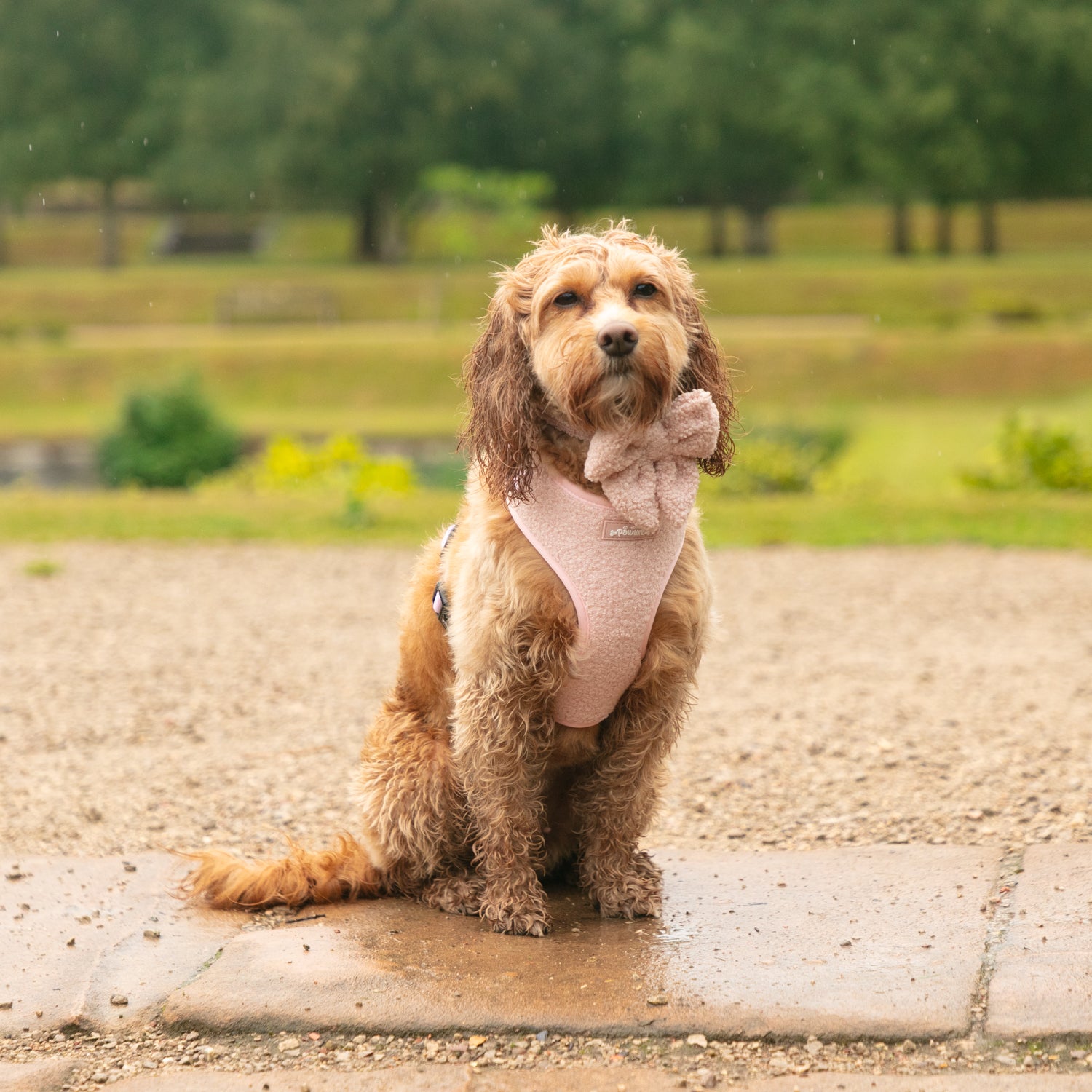 Marshmallow Pink Teddy Dog Harness