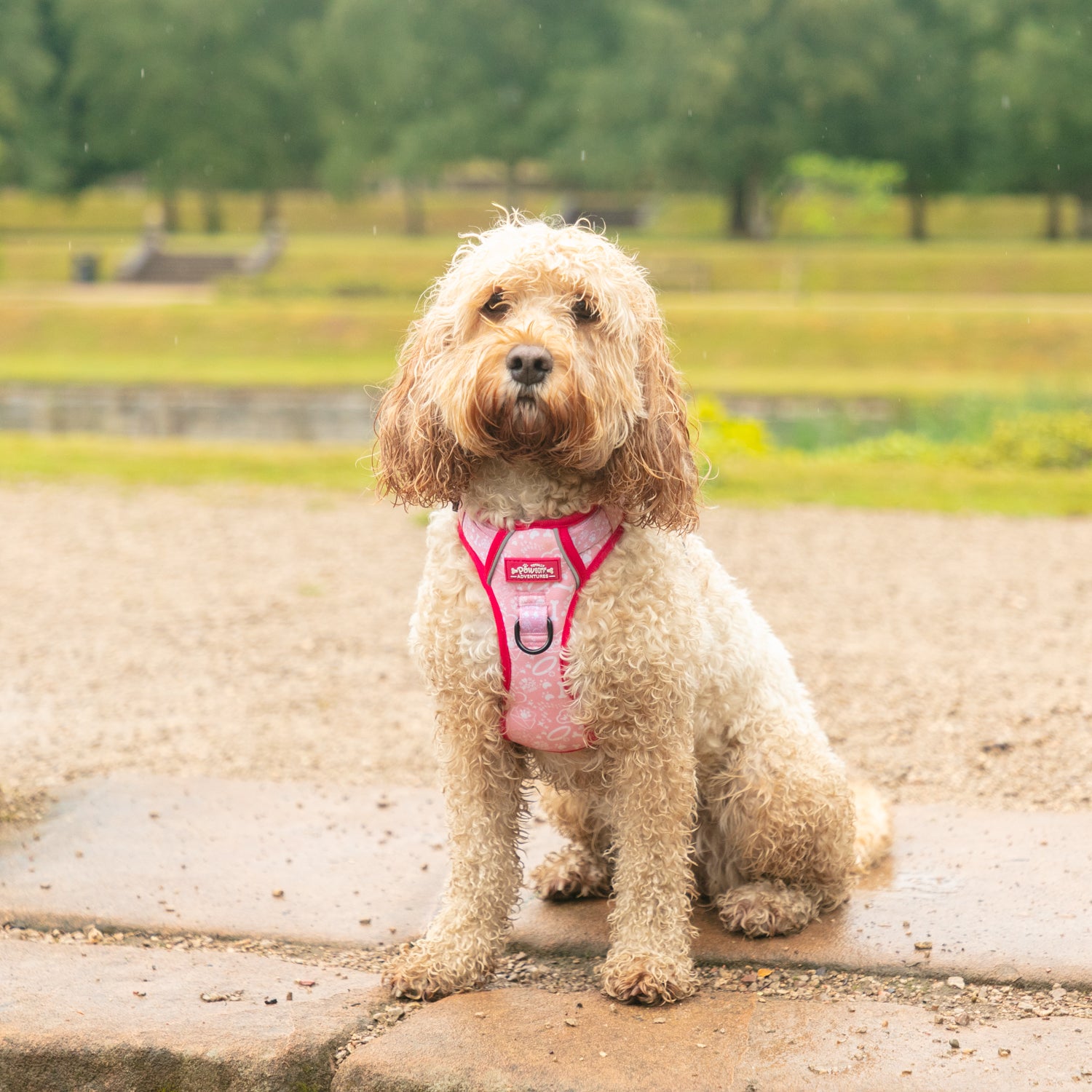 Pink Paws - TP Adventures - 4 piece Bundle - Dog Harness, Collar, Lead & Poop Bag Holder